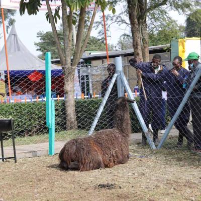 Nakuru Agricultural Show 2022 29